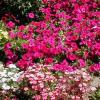 Every year the gardens burst with color and enchantment.