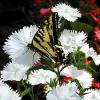 Butterflies enjoy the flowers in the gardens too.
