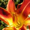 Day Lilies flourish in our gardens.