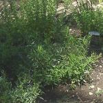 Fresh Herbs grow abundantly